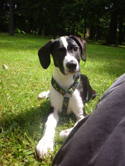 lennox